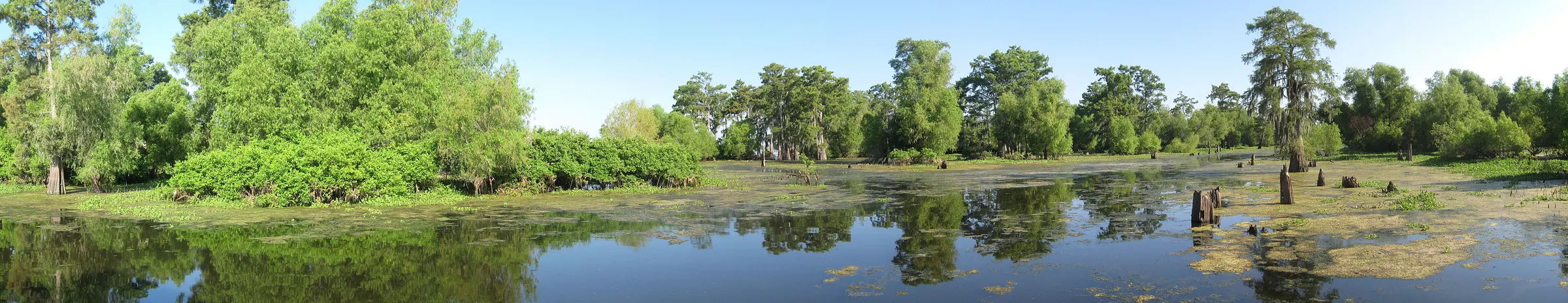 Panorama of cypress swamp in the Atchafalaya Basin